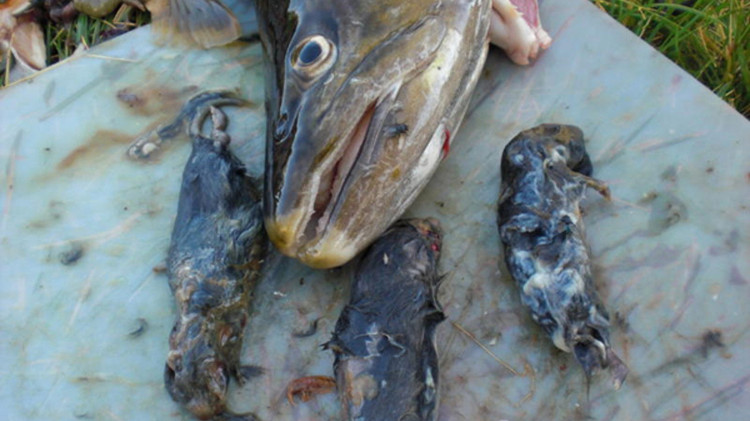Video: Cá hồi khổng lồ rình rập ăn thịt chuột nhắt