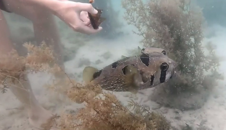 Video: Cá nóc kiên nhẫn chờ thợ lặn giải cứu bạn mắc kẹt