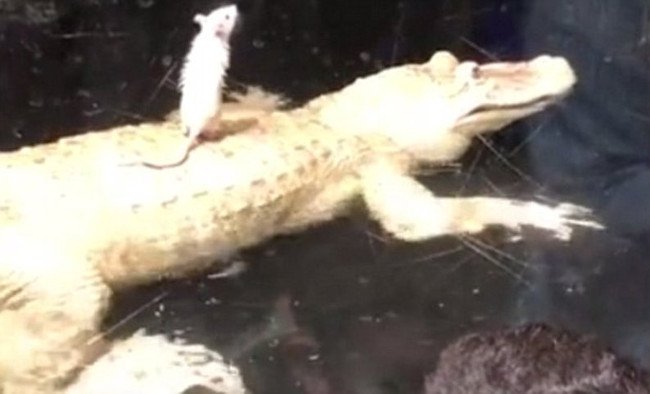 Video: Cá sấu khốn đốn chỉ vì... 1 con chuột bạch!