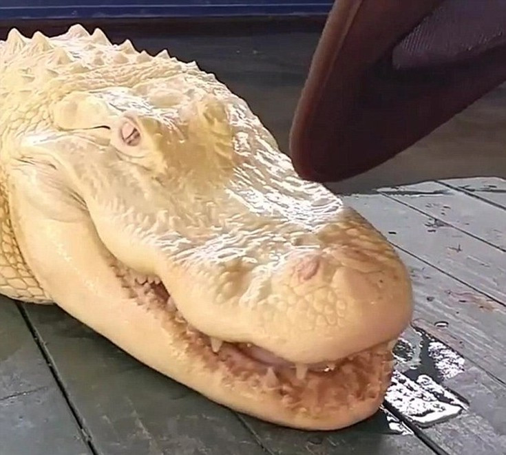 Video: “Cá sấu ma” da trắng, mắt hồng cực quý hiếm ở Mỹ