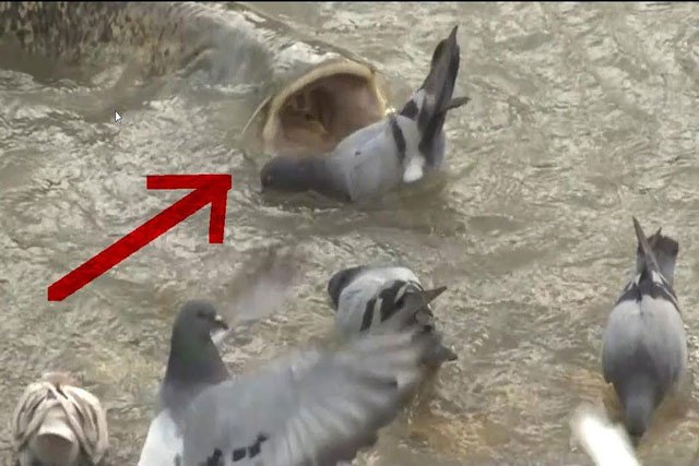 Video: Cá trê khổng lồ làm thịt bầy bồ câu