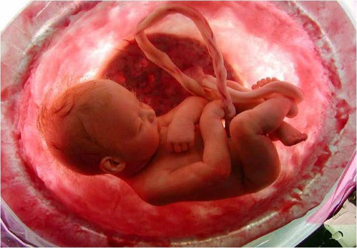 Video: Con người được tạo ra trong bụng mẹ như thế nào?