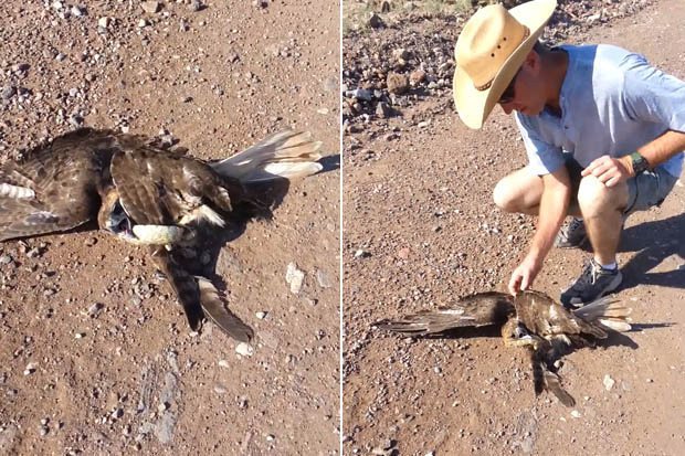 Video: Diều hâu sà xuống săn rắn, không ngờ bị siết cứng đờ