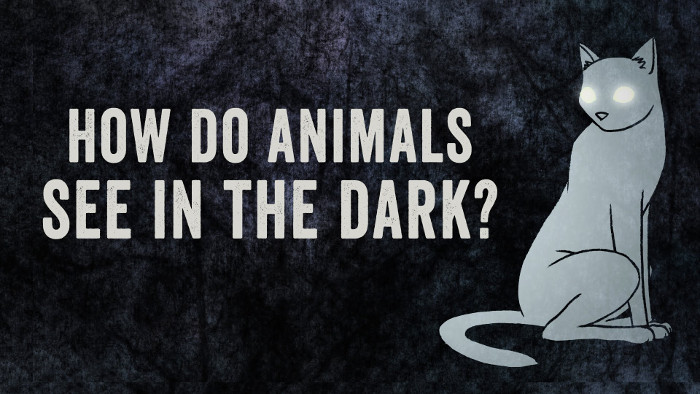 Video: Động vật nhìn thấy trong bóng tối như thế nào?