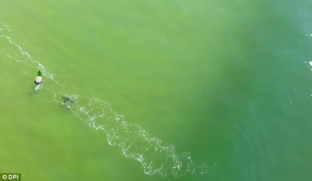 Video: Giây phút cá mập trắng khổng lồ tiến sát tay chơi lướt sóng