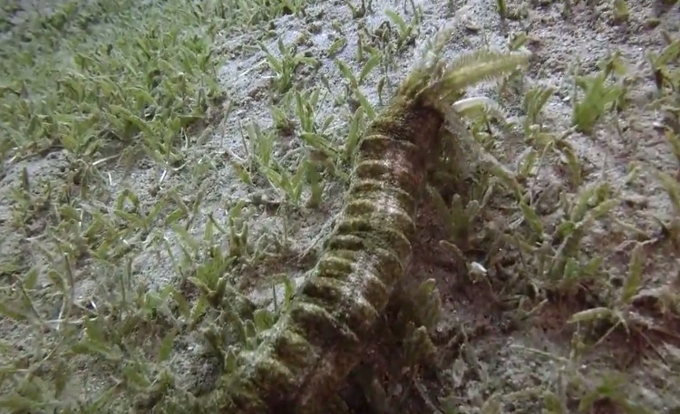 Video: Hải sâm khủng dài 1,5 mét dưới đáy Biển Đỏ