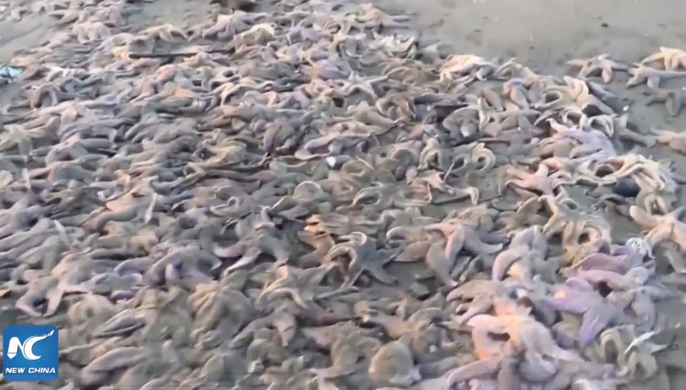 Video: Hàng nghìn sao biển chết hàng loạt trên hòn đảo Nga