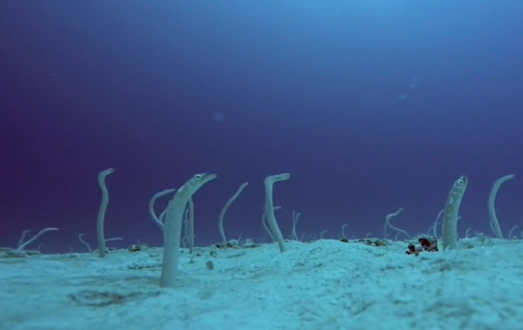Video: Hàng trăm cá chình ngoi lên và mất hút dưới đáy biển