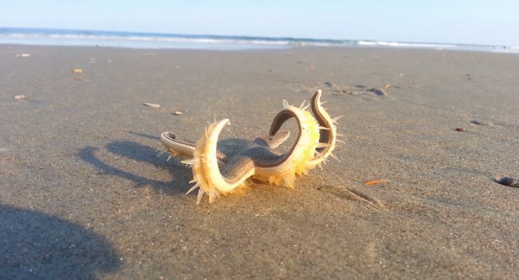 Video: Hàng trăm chân ống giúp sao biển đi bộ trên đất liền