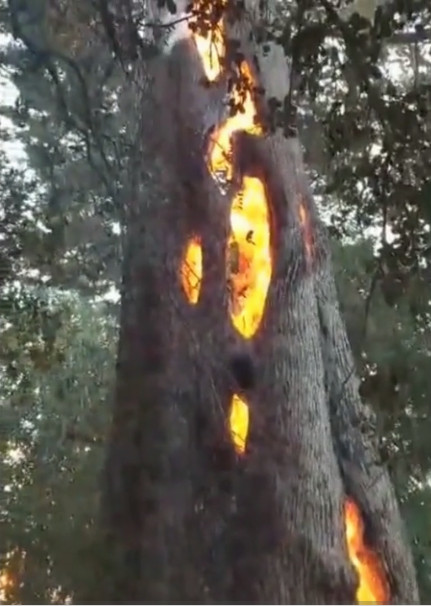 Video: Hiện tượng cây bốc cháy từ bên trong ở Mỹ