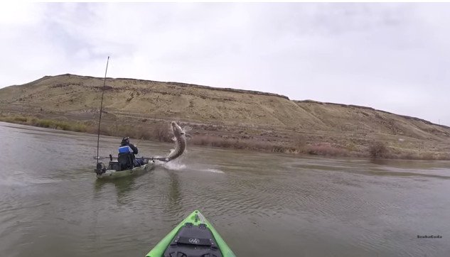 Video: Khoảnh khắc chứng kiến thủy quái trên sông Snake