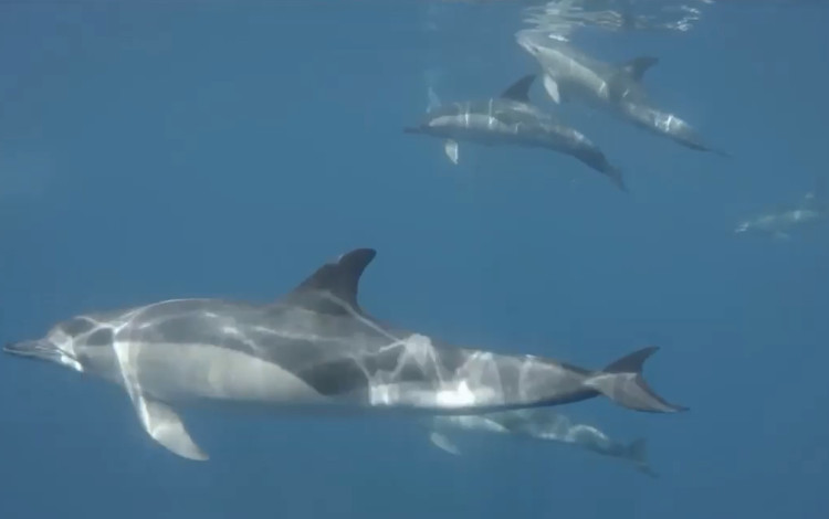 Video: Khúc ca dưới lòng đại dương của loài cá heo nhút nhát