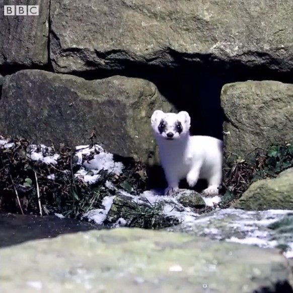 Video: Loài chồn đổi màu trắng như tuyết vào mùa đông
