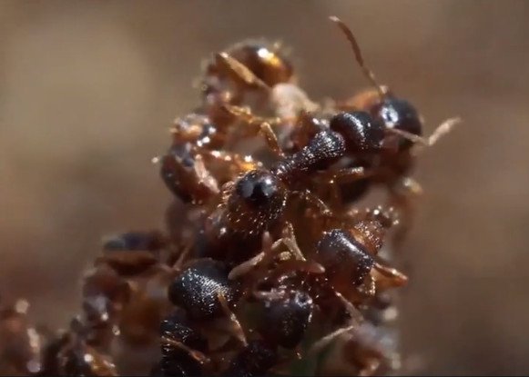 Video: Loài kiến chuyên cướp trứng của đồng loại về nuôi làm nô lệ