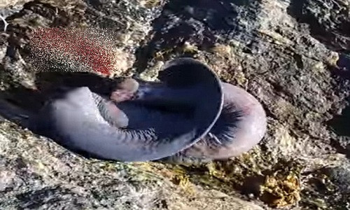 Video: Loài thủy quái chuyên khoan thịt cá mập từ bên trong