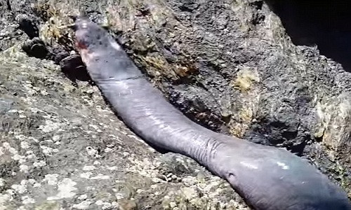 Video: Loài thủy quái chuyên khoan thịt cá mập từ bên trong