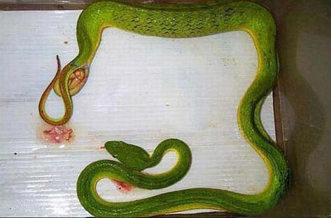 Video: Lý do một số loài rắn đẻ con thay vì đẻ trứng
