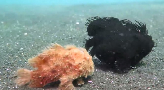 Video: Ngộ nghĩnh cảnh cá đi bộ dưới biển