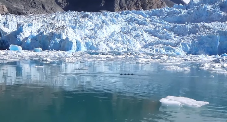 Video: Phát hiện quái vật rồng khổng lồ trên sông băng?