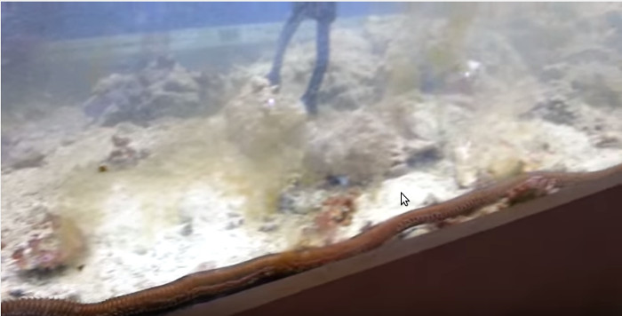 Video: Sâu khổng lồ trốn trong bể cá cảnh suốt 2 năm