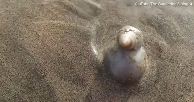 Video: Sên biển trùm dạ dày ăn sống cua ẩn sĩ