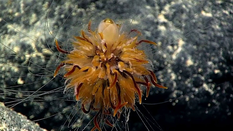 Video: Sinh vật giống hoa bồ công anh dưới đáy biển sâu