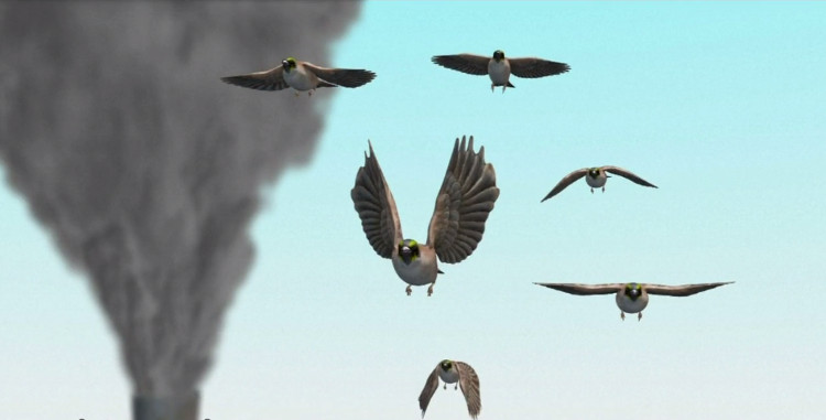 Video: Theo dõi ô nhiễm nhờ muội than trên xác chim trăm tuổi