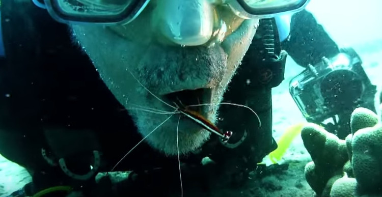 Video: Thợ lặn há mồm để tôm biển dọn sạch thức ăn bám trên răng