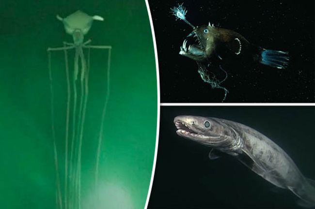 Video thủy quái kinh dị sống dưới đáy đại dương