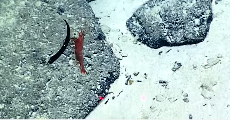 Video: Tôm biển xiên thủng bụng, xé xác cá rồng trong nháy mắt
