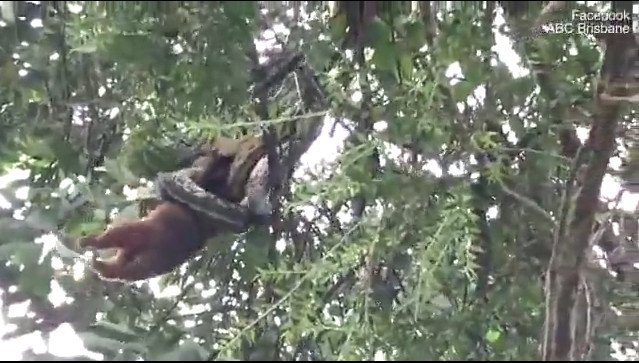 Video: Trăn ngoạm đầu lôi thú có túi lên ngọn cây để nuốt chửng
