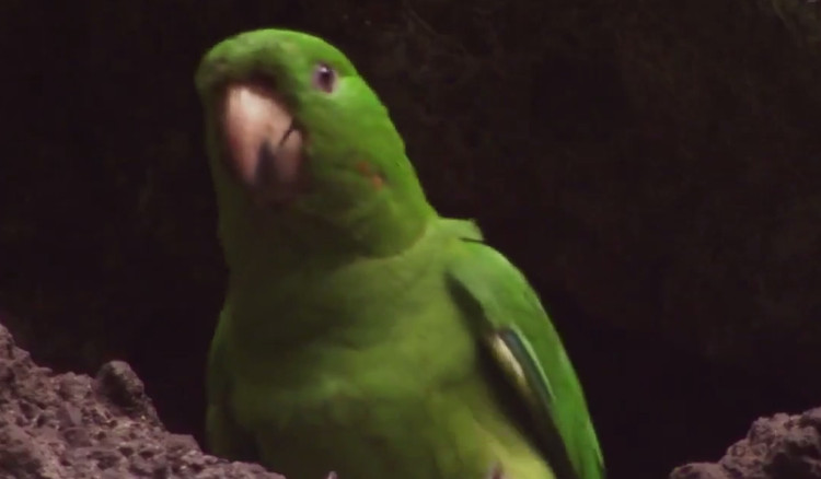 Video: Vẹt con học bay trên miệng núi lửa còn hoạt động
