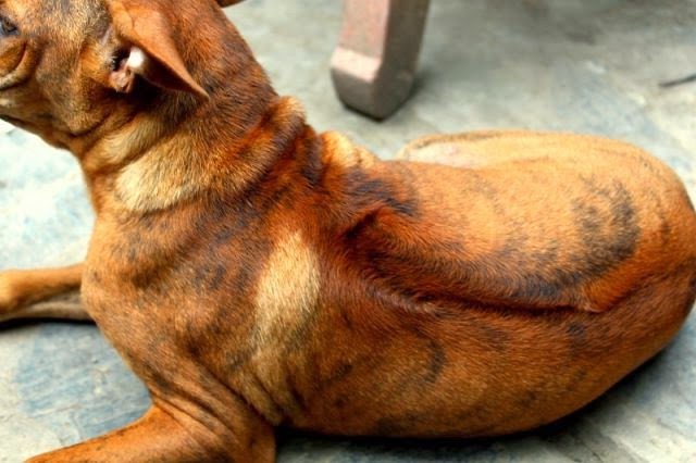Việt Nam đang sở hữu một trong những loài chó hiếm và đắt nhất trên thế giới