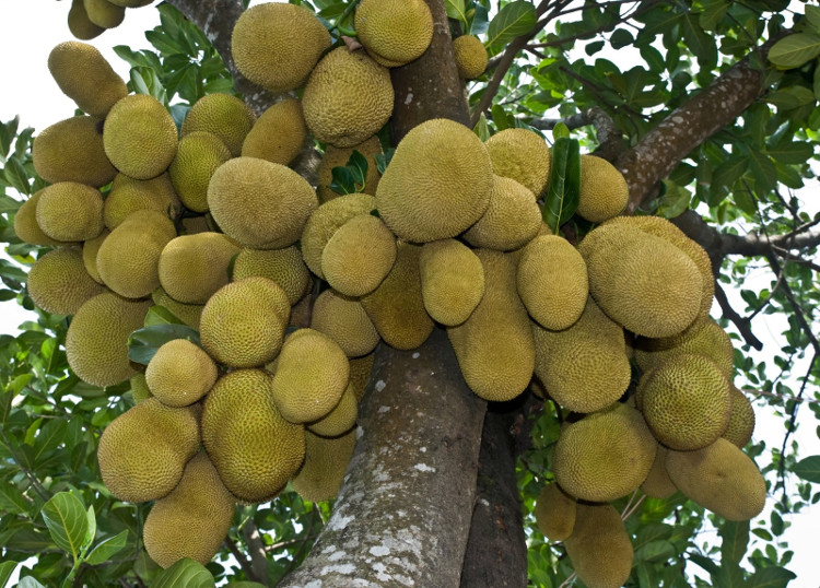 Việt Nam sở hữu loại quả được mệnh danh là cứu tinh của thế giới