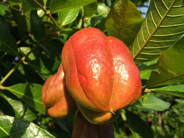 Việt Nam vinh dự sở hữu 3 trong 10 loại quả hiếm nhất thế giới