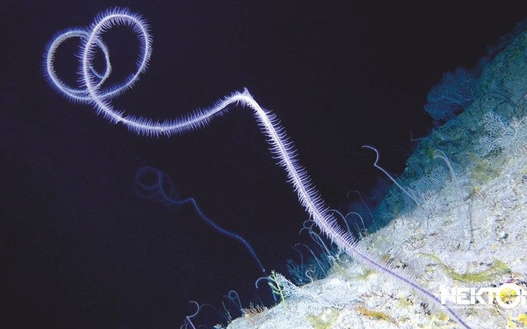 Vùng biển sâu 300m bí ẩn ở Bermuda: Xuất hiện sinh vật chưa từng biết trên Trái Đất