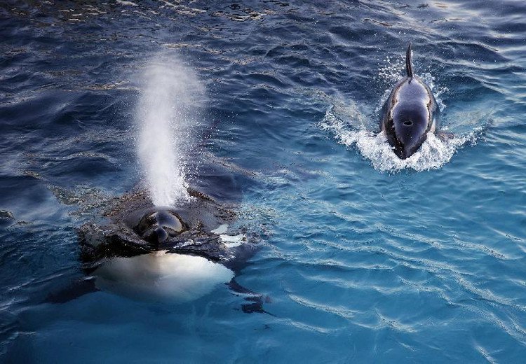 Wikie: Con cá voi biết nói tiếng người đầu tiên trong lịch sử nhân loại