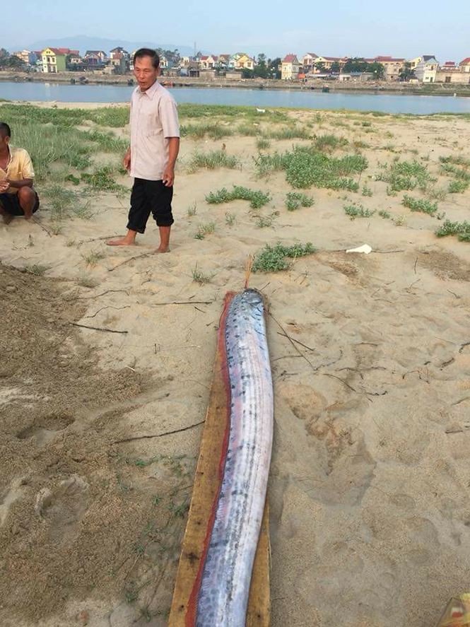 Xác cá mái chèo liên tục dạt vào bờ biển Quảng Bình – Hà Tĩnh