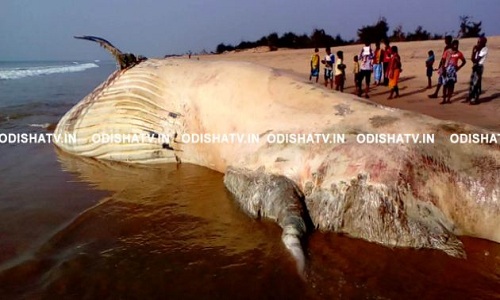 Xác cá mập voi lớn như xe tải dạt vào bờ biển Ấn Độ