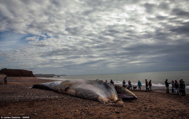 Xác cá voi khổng lồ dạt vào bờ, người dân lo sợ cú nổ nội tạng kinh hoàng