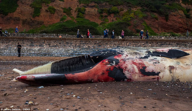 Xác cá voi khổng lồ dạt vào bờ, người dân lo sợ cú nổ nội tạng kinh hoàng