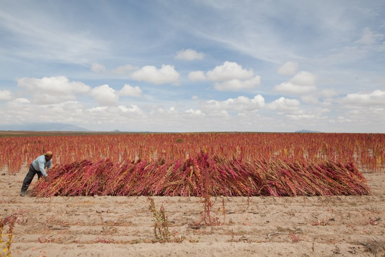 Xem nông dân Bolivia thu hoạch “thực phẩm vàng”