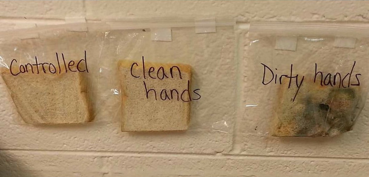 Xem thí nghiệm này, bạn sẽ không bao giờ quên rửa tay trước khi ăn