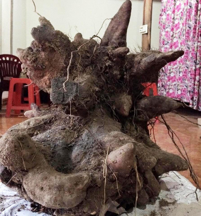 Xôn xao củ khoai vạc rồng khủng nặng 73kg ở Nghệ An