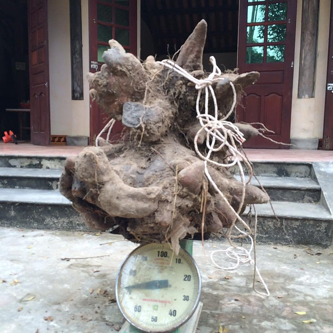 Xôn xao củ khoai vạc rồng khủng nặng 73kg ở Nghệ An