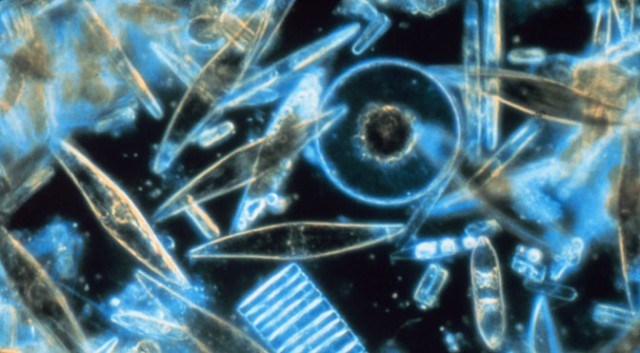 Xôn xao vi sinh vật sống trong bụi sao chổi bám ISS