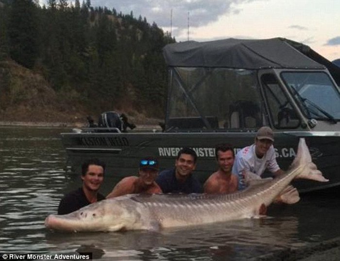 Yêu quái cá tầm 80 tuổi khổng lồ đã bị bắt sống sau nhiều năm lẩn trốn