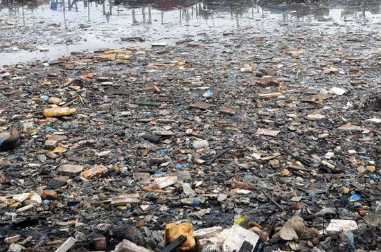 1,5 triệu động vật trên đại dương chết vì rác nhựa mỗi năm