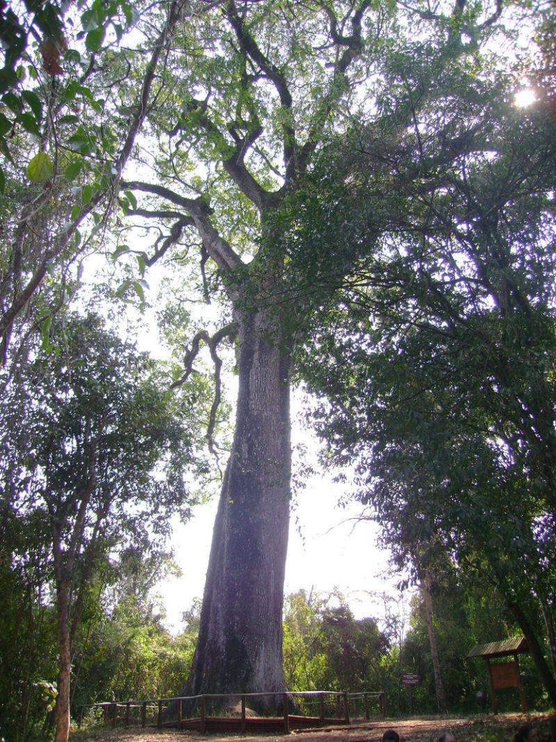 10 cây có tuổi thọ lâu đời hơn cả nền văn minh nhân loại