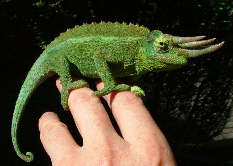 10 con vật có hình dáng kỳ lạ nhất thế giới